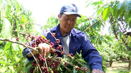 Cà phê với diện tích hơn 10.290 ha là một trong những cây trồng chủ lực hiệu quả của Bảo Lâm 1
