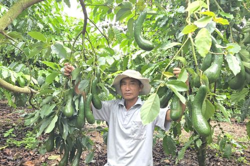 Khu vườn sản xuất bơ 034 ở xã Bảo Lâm 2 thu hoạch cả chính vụ và nghịch vụ, tăng doanh thu lên gấp 3 lần mỗi năm