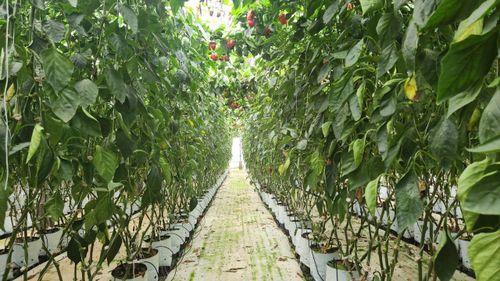 Đức Trọng xác định nông nghiệp công nghệ cao là chìa khóa then chốt để nâng cao giá trị sản phẩm và cải thiện đời sống nhân dân