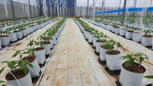 Ngành nông nghiệp đóng góp tới 79,34% trong cơ cấu kinh tế toàn xã