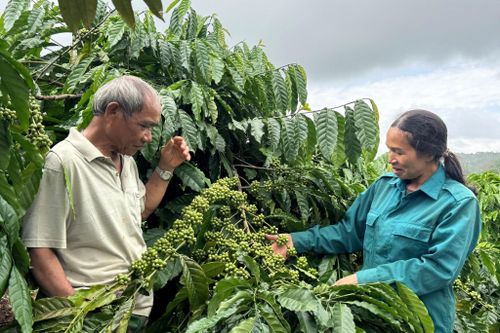 Những lúc rảnh, già làng Điểu Plưu tranh thủ đến các hộ dân thăm hỏi, nắm bắt tình hình sản xuất của bà con để kịp thời đề xuất địa phương hướng hỗ trợ phù hợp nhất