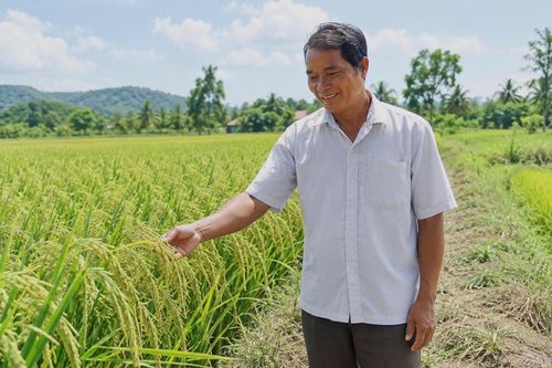 Già làng Huỳnh Văn Ru bên ruộng lúa của gia đình