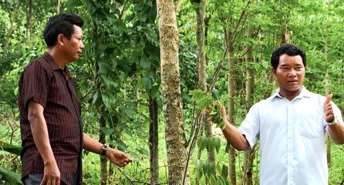 Già làng Huỳnh Văn Ru (bên phải) trồng thêm cây gió bầu phát triển kinh tế gia đình