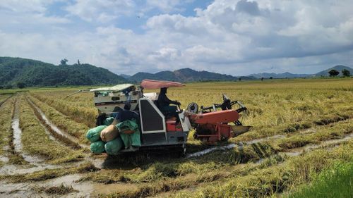 Nhiều diện tích lúa chín ngã đổ, vừa giảm năng suất vừa gây khó khăn cho nông dân trong việc thu hoạch và làm tăng chi phí nhân công