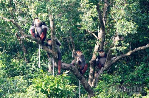 Những cá thể voọc chà vá chân nâu được phát hiện tại Khu dự trữ thiên nhiên Động Châu-khe Nước Trong - Ảnh: V.M