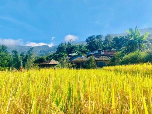 Sắc vàng mùa lúa chín tại Choản Thèn