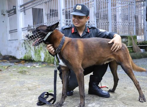 Chăm sóc chó nghiệp vụ sau giờ huấn luyện.