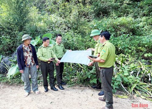 Cán bộ Hạt Kiểm lâm khu vực Trùng Khánh xem bản đồ tuyến đường tuần tra diện tích rừng trên địa bàn xã Trùng Khánh.