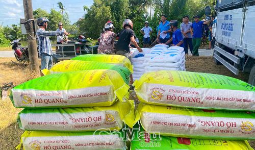 Nông dân thực hiện mô hình được hỗ trợ giống lúa ST25.