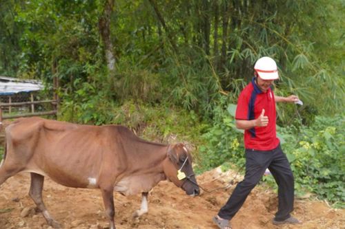 Người dân Trà Leng đưa bò ra chăm sóc, góp phần duy trì đàn giống và phát triển mô hình chăn nuôi bò sinh sản tại địa phương.