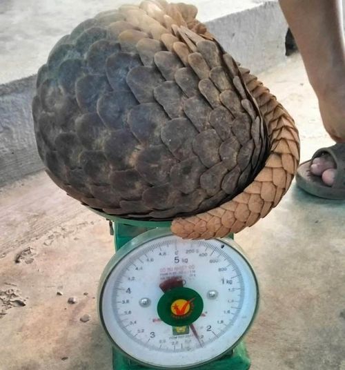 Cá thể tê tê Java quý hiếm được người dân tự nguyện bàn giao cho lực lượng chức năng. (Ảnh: CSCC)