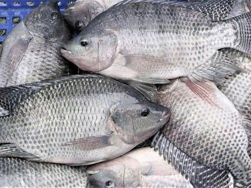 Xuất khẩu cá rô phi 6 tháng đầu năm 2026 tăng trưởng bứt phá 67%. Ảnh: VASEP