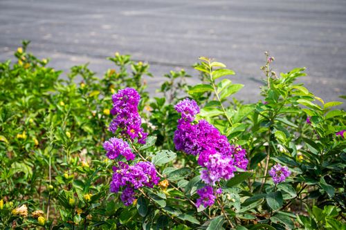 Ghi nhận tại đoạn Vành đai 1 từ nút giao Voi Phục qua Bệnh viện Phụ sản Hà Nội và Bệnh viện Nhi Trung ương, khoảng 200 m của tuyến đường gần như đã hoàn thiện các hạng mục chính: mặt đường được trải nhựa, dải phân cách trồng hoa, cây xanh, hệ thống đèn chiếu sáng cũng đã được lắp đặt.