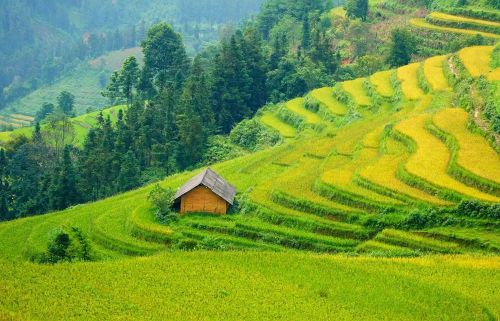 Không khí Lễ hội Mừng cơm mới năm 2026 đang lan tỏa khắp các thôn, bản của xã Sơn Lương