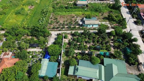 Hộ bà Chiều có kiến nghị với xã rằng, gia đình có 1524,0m2 đất trồng cây hàng năm khác, tâm huyết rót vốn đầu tư cây cảnh cổ thụ nhằm góp phần cho sự phát triển làng nghề sinh vật cảnh và diện mạo khu du lịch sinh thái sinh vật cảnh địa phương. Tại diện tích đất này, xã đã đo đạc, kiểm đếm và thông báo thu hồi 683m2 đất vườn, lập biên bản xác nhận có 125 gốc cây cảnh cổ thụ (kích thước 40cm-1m), có tính nghệ thuật.