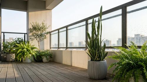 Cây lưỡi hổ trồng ban công.
