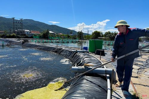 Giá bán giảm khiến lợi nhuận của người nuôi bị ảnh hưởng đáng kể.