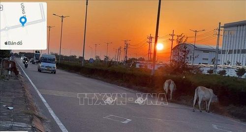 Đàn bò thả rông gây ảnh hưởng mỹ quan, vệ sinh môi trường, tiềm ẩn nguy cơ mất an toàn giao thông và ảnh hưởng môi trường đầu tư.