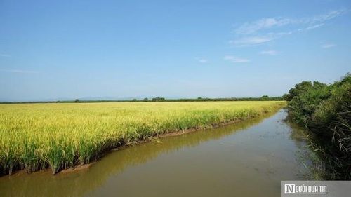 Những bờ đê ở phá Hạc Hải với cây cỏ tươi tốt, rậm rạp là nơi trú ẩn an toàn cho tôm mùa lũ.