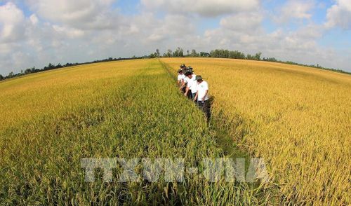 Cần Thơ chuyển từ sản xuất nông nghiệp nhỏ lẻ sang sản xuất tập trung, liên kết quy mô lớn, hình thành các vùng chuyên canh chất lượng cao. Ảnh: Duy Khương – TTXVN 