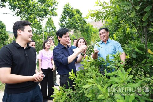 Đoàn công tác kiểm tra thực tế quả mắc ca của Công ty Cổ phần Đầu tư và Phát triển nông lâm nghiệp Lạng Sơn