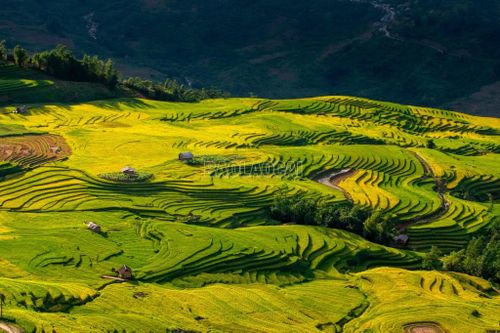 Thời điểm đẹp nhất để ngắm cảnh và chụp ảnh lúa là lúc bình minh hoặc buổi chiều. Sáng sớm, khi sương mai còn đọng trên lá, từng tầng mây mỏng sà xuống những tràn ruộng bậc thang, mang đến cảm giác nhẹ nhàng, tinh khiết. Còn khi chiều tà, dưới sự phản chiếu của những vạt nắng, từng sóng lúa trải dài miên man được tô điểm màu vàng óng ánh.