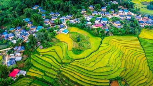Từng lớp ruộng bậc thang với sắc xanh, đôi chỗ điểm vàng như chiếc khăn sắc màu tự nhiên ôm ấp những ngôi nhà nấm truyền thống của đồng bào Hà Nhì, khiến khung cảnh càng trở nên thơ mộng. Từ trên cao nhìn xuống, bản Hà Nhì toát lên vẻ đủ đầy, sung túc.