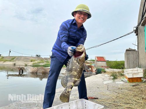 Thu hoạch cá mú thương phẩm tại mô hình ao nuôi tuần hoàn khép kín của gia đình ông Bùi Văn Thụy.