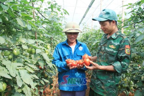Trồng cà chua trong nhà màng tại HTX Công nghệ cao Tân Lập, xã Tân Yên.