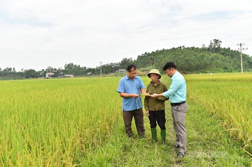 Cán bộ xã Hồng Sơn trao đổi với người dân về việc áp dụng giống lúa đặc sản, chất lượng cao vào sản xuất.