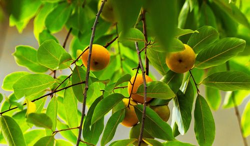 Đây là thời điểm thị chín rộ. Năm nay, lượng quả ít hơn mọi năm do yếu tố thời tiết