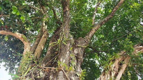 Cây thị 200 tuổi sống cộng sinh cùng cây sang và cây si trên đường vào chùa Huyền Không