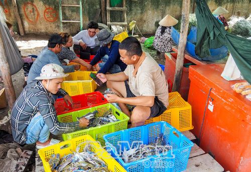 Ghe vừa cập bờ, thương lái đã chờ sẵn để thu mua ghẹ tươi sống ngay tại nơi cập bến.