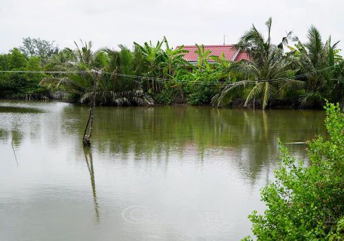 Đường dây điện chia hơi tại ấp Chòi Mòi được treo vắt vẻo trên những cây gỗ nhỏ cắm dọc tuyến sông.