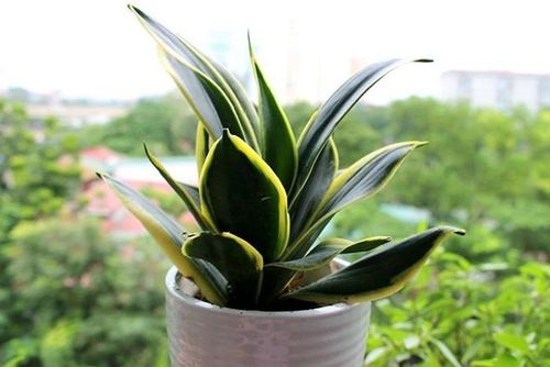 Đặt cây Lưỡi Hổ ở ban công hoặc gần cửa sổ. Ảnh minh họa.