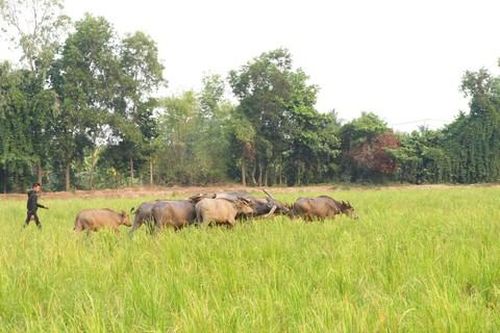 Đồng bằng Sông Cửu Long đã thưa dần những mùa len trâu trong lũ