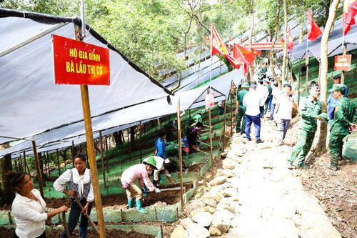 Mỗi hộ dân được bố trí từ 2 đến 3 luống trồng Sâm tùy vào số nhân khẩu trong gia đình.