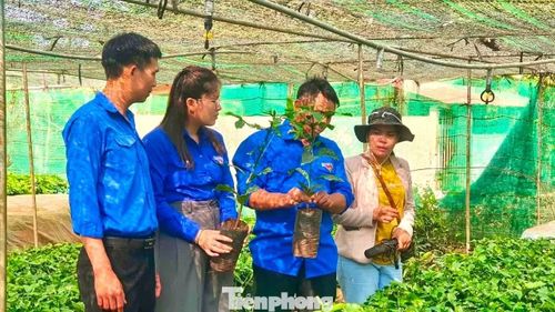 Vườn ươm cây giống của anh Y Thiết Hwing.