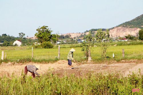 Theo bà con nơi đây, trồng hành phải chăm sóc kỹ, nhất là khâu làm đất và giữ ẩm.