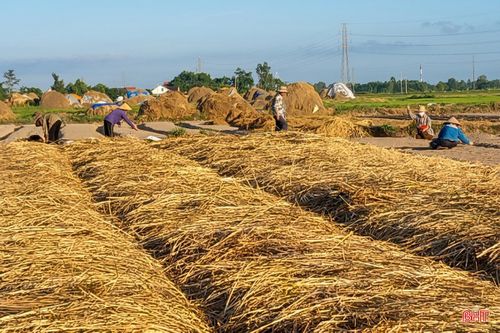 Thời điểm hiện tại, toàn xã đã hoàn thành việc xuống giống trên 80% diện tích.