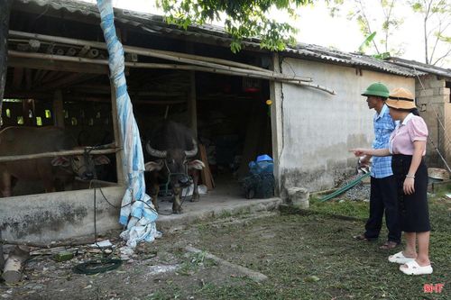 Việc người dân chủ động phát hiện, báo cáo và chính quyền nhanh chóng vào cuộc đã giúp xã Thạch Hà khoanh vùng, kiểm soát ổ dịch ngay từ cơ sở. Tuy nhiên, nguy cơ dịch bệnh vẫn hiện hữu, đòi hỏi người chăn nuôi tiếp tục thực hiện nghiêm các biện pháp phòng, chống dịch. Phát hiện sớm, xử lý nhanh, khoanh vùng kịp thời cùng sự phối hợp chặt chẽ giữa chính quyền và người chăn nuôi là giải pháp quan trọng để ngăn chặn bệnh lở mồm long móng lây lan, bảo vệ đàn gia súc, hạn chế thiệt hại cho người dân.