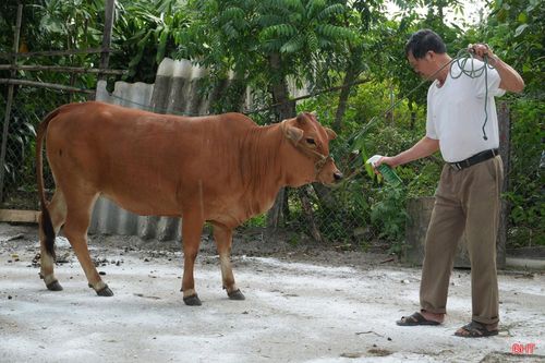 Xã Thạch Hà đồng thời tăng cường kiểm soát người và phương tiện ra vào khu vực có gia súc mắc bệnh; hạn chế tối đa các yếu tố có thể làm phát tán mầm bệnh sang những đàn gia súc khác. Nhờ phát hiện sớm và triển khai đồng bộ các biện pháp xử lý, đến nay, ổ dịch lở mồm long móng tại thôn Nam Sơn đã được khống chế, không phát sinh thêm trường hợp trâu, bò mắc bệnh.