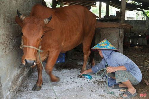 Việc sớm phát hiện gia súc mắc bệnh giúp gia đình bà Loan kịp thời thực hiện các biện pháp cách ly, hạn chế nguy cơ lây nhiễm sang những con vật khỏe mạnh.