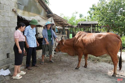 Gia đình bà Lê Thị Loan ở thôn Nam Sơn hiện nuôi 1 con trâu và 2 con bò. Trong quá trình chăm sóc, bà phát hiện một con bò bỏ ăn, đau chân. Qua kiểm tra, con bò được xác định mắc bệnh lở mồm long móng.