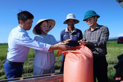 Lãnh đạo xã Đức Minh kiểm tra tiến độ và đánh giá năng suất, sản lượng vụ hè thu năm 2026 tại vùng ngoài đê La Giang.