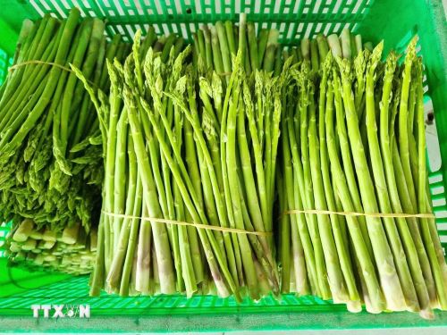 Sản phẩm măng tây xanh của Hợp tác xã dịch vụ tổng hợp nông nghiệp Tuấn Tú, tỉnh Khánh Hòa. (Ảnh: Nguyễn Thành/TTXVN)