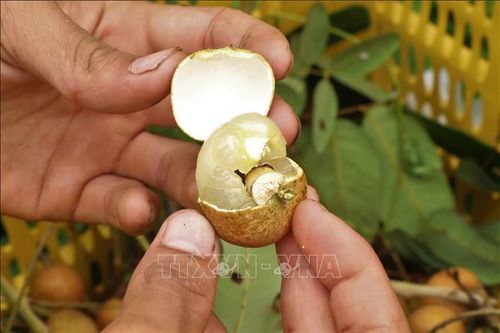 Được mệnh danh là "vua của các loài nhãn", thanh nhãn sở hữu các ưu điểm như: cùi dày, hạt nhỏ, cơm khô, vị ngọt dịu và giòn thơm.