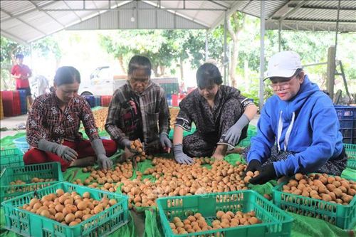 Lựa chọn, phân loại quả thanh nhãn đủ kích cỡ xuất khẩu.
