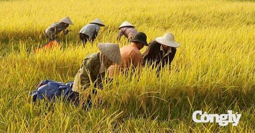 Người nông dân vất vả trồng lúa, đem lại hạt cơn dẻo thơm.