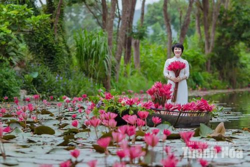 Những bông súng hồng rực nổi bật trên mặt nước, giữa không gian xanh mướt tạo thành một cảnh sắc rực rỡ thu hút du khách đến đây check-in lưu giữ kỷ niệm.